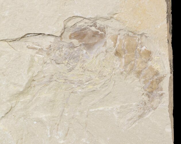 Cretaceous Fossil Shrimp - Lebanon #48582
